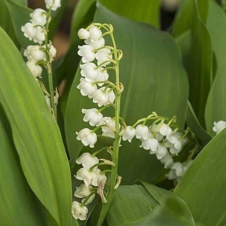BS Lily Of The Valley Bulbs (Convallaria Majalis) - Image 3