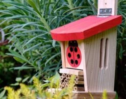 Ladybird & Insect Lodge