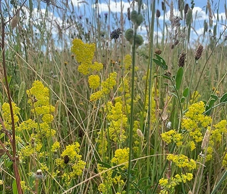 Bedstraw, Lady's (Galium Verum) Plant - Image 2