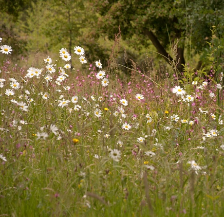 Landscape 34 Wildflower Turf® - Image 3