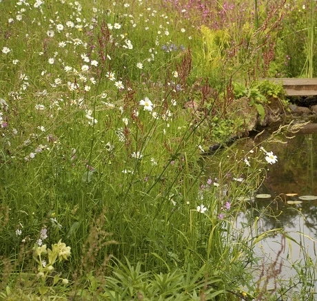 Landscape 34 Wildflower Turf® - Image 5