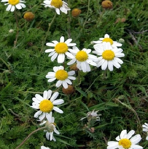 Chamomile, Lawn (Anthemis Nobilis) Plant