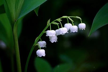 BS Lily Of The Valley Bulbs (Convallaria Majalis) - Image 2