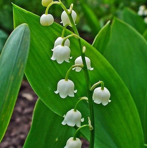 BS Lily Of The Valley Bulbs (Convallaria Majalis)