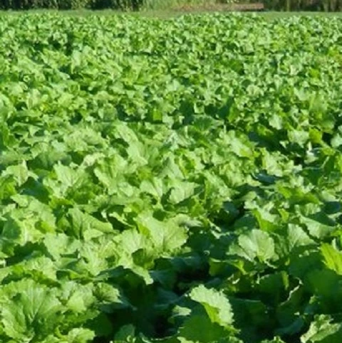 Skyfall Hybrid Brassica - Image 2