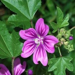 Mallow, Common (Malva Sylvestris) Plant
