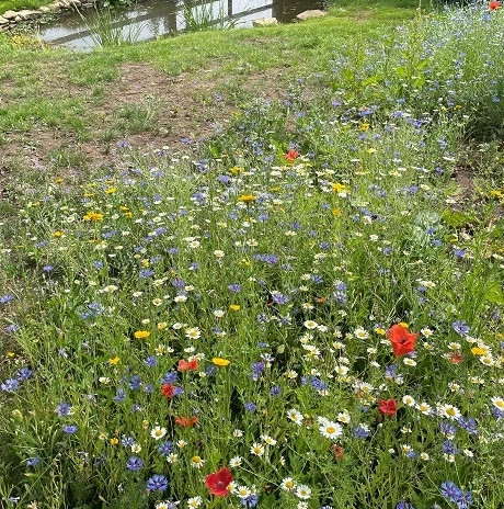 Dual Purpose Wildflower Meadow Seed BSXM 70/30 - Image 3