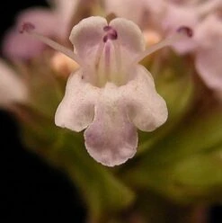 Marjoram, Wild (Origanum Vulgare) Seeds