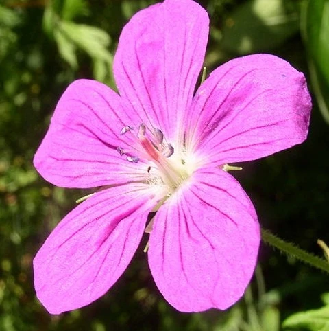 Cranesbill, Meadow (Geranium Pratense) Plant