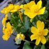 Marigold, Marsh (Caltha Palustris) Plant