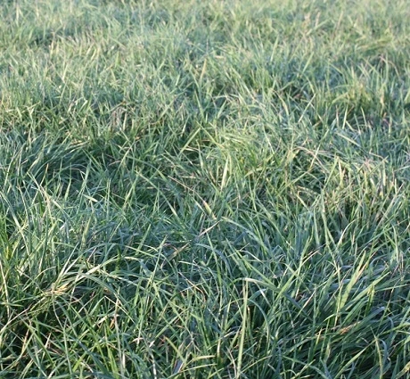 BS MeadowMax - Old Fashioned, 5+ Yrs Ley Mixture - Image 2