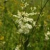 Meadowsweet (Filipendula Ulmaria) Plant