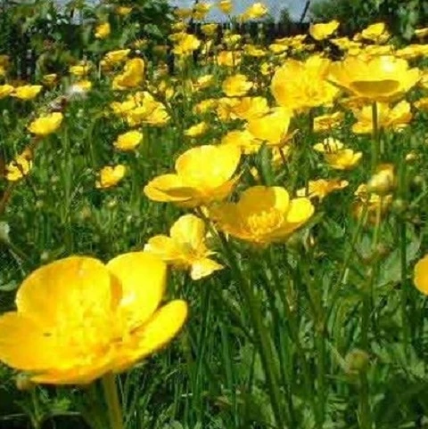 Buttercup, Meadow (Ranunculus Acris) Seeds