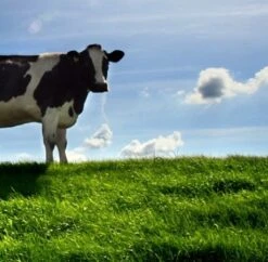 BS Meat & Milk - 5 Yrs+ Ley Mixture