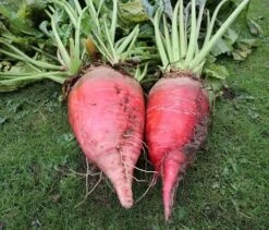 Merveille Fodder Beet