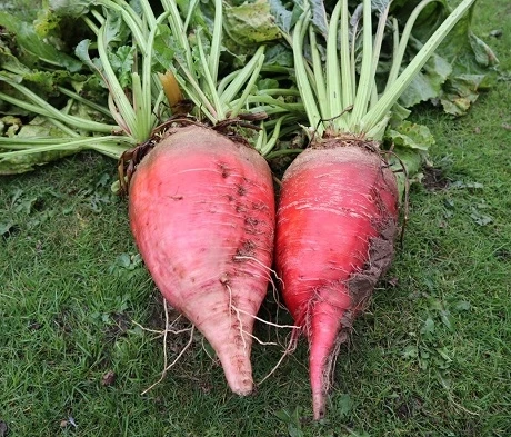 Merveille Fodder Beet