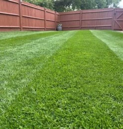 KissMyGrass Slow Release Lawn Fertiliser 20.6.8 (6 Month)