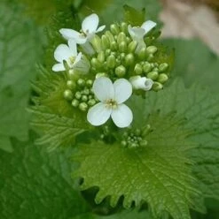 Garlic Mustard (Alliaria Petiolata) Plant