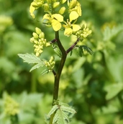White Mustard Seed (Sinapsis Alba) - Image 2