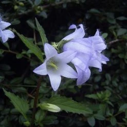 Bellflower, Nettle-leaved (Campanula Trachelium) Plant