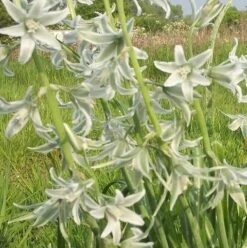 BS Nodding Star Of Bethlehem Bulbs (Ornithogalum Nutans)