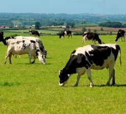 BS Permanent Pasture - W/out Clover, 5+ Yrs Ley Mix