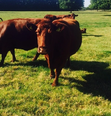 BS Permanent Pasture - With Clover, 5+ Yrs Ley Mixture