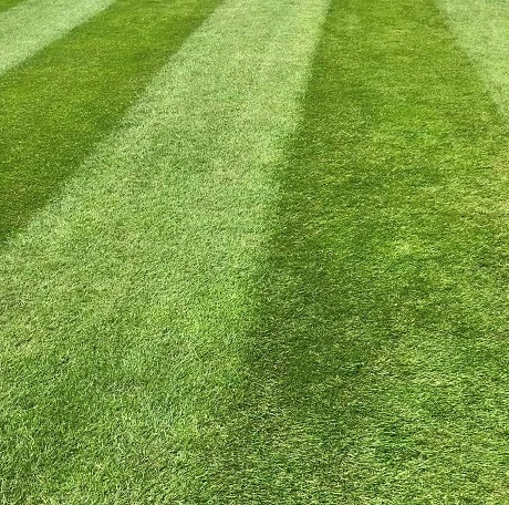 KissMyGrass Spring & Summer Lawn And Sportsfield Fertiliser 11.5.5 - Image 5