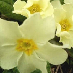 Primrose, Wild (Primula Vulgaris) Plant