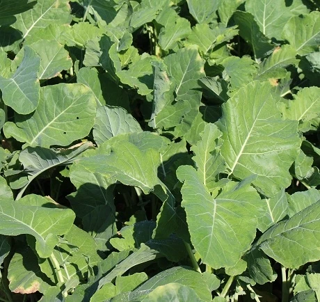 Proteor Kale Seed
