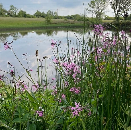 Wetland & Pond Edge Wildflower Seed BS6M 80/20 - Image 2