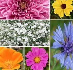 ColourMax 1 - Rainbow Cascade Flower Seed