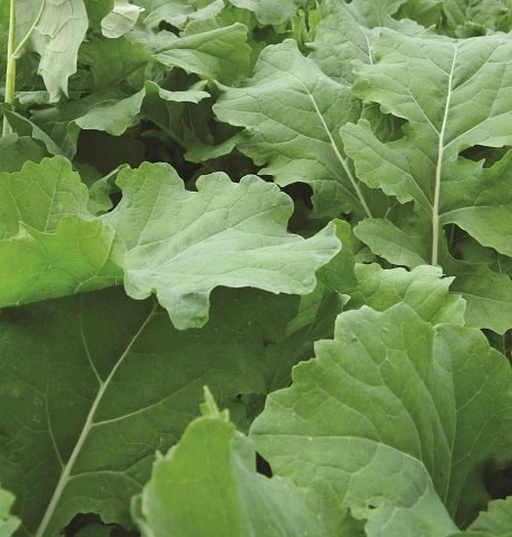 Rampart Forage Rape - Image 2