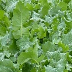 Rapid Root Forage Mixture