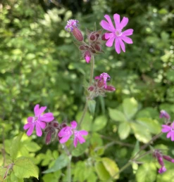 Campion, Red (Silene Dioica) Plant