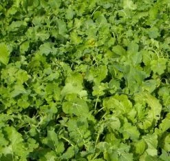 Redstart Kale And Rape Hybrid Seed