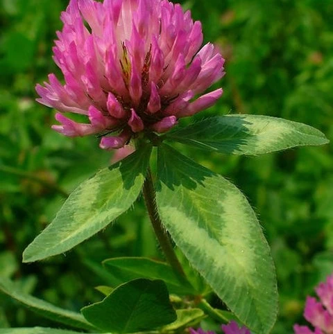 Red Clover Seed (Trifolium Pratense) - Image 3