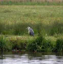 BS River Bank And Wetland Reinstatement