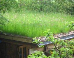 Roof Wildflower Turf®
