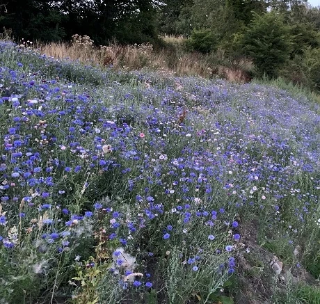 ColourMax 8 - Cornflower Splash Flower Seed - Image 4