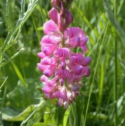 Sainfoin (Agricultural) (Onobrychis Vicifolia)