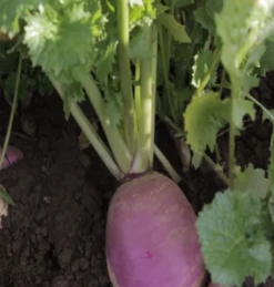 Samson Stubble Turnip
