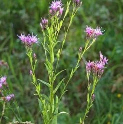 Saw-wort (Serratula Tinctoria) Plant