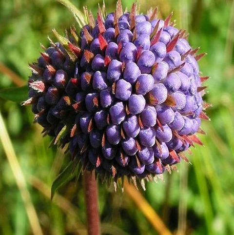 Scabious, Devil's-bit (Succisa Pratensis) Seeds