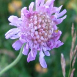 BS Dry Soils Wildflower Plant Collection