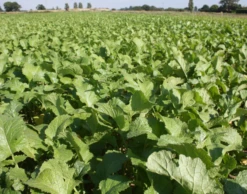 Brown Mustard Seeds (Brassica Juncea)