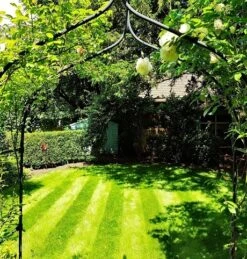 BS Shady Place Grass Seed