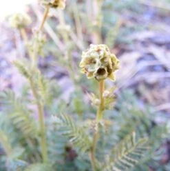 Sheeps Burnet (Agricultural)
