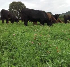 Aber High Sugar Grass - Medium Term Silage (With Red Clover)