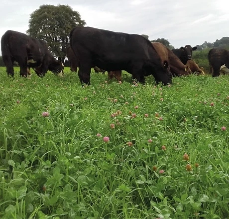 Aber High Sugar Grass - Medium Term Silage (With Red Clover)